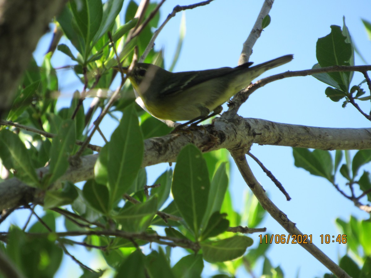 Bay-breasted Warbler - ML385923541