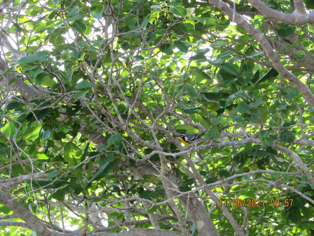 Yellow-throated Warbler - ML385924201