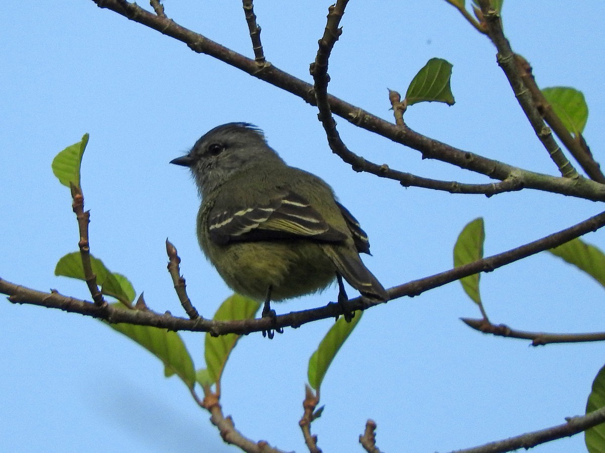 Yellow-crowned Tyrannulet - ML385926521