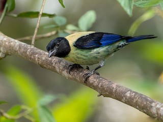  - Black-headed Tanager