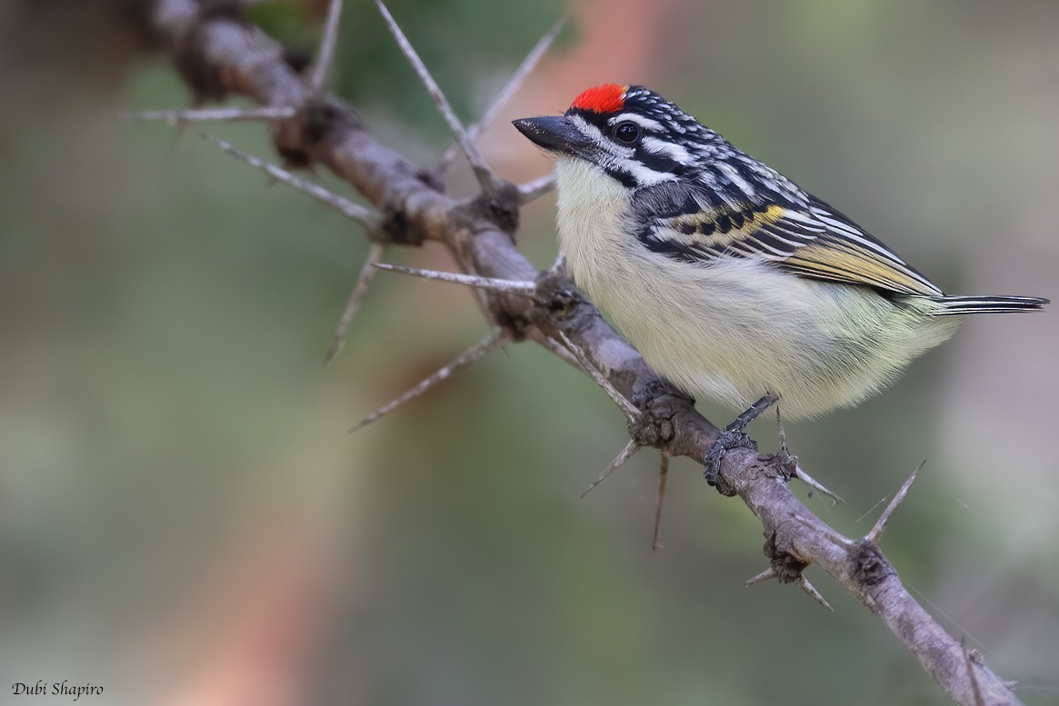 Red-fronted Tinkerbird - ML385931301