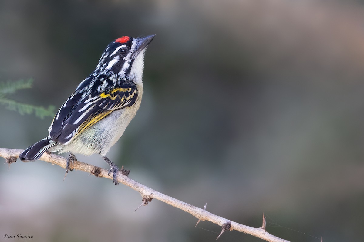 Red-fronted Tinkerbird - ML385931311