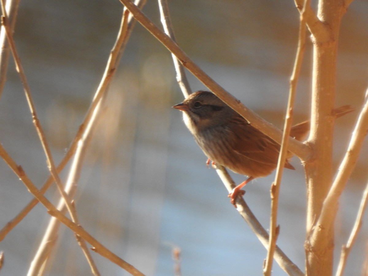 Swamp Sparrow - ML385931521