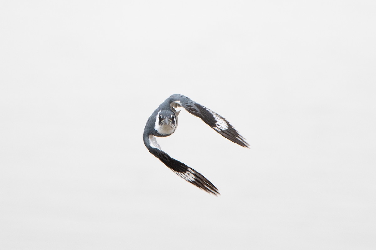 Belted Kingfisher - David Olsen