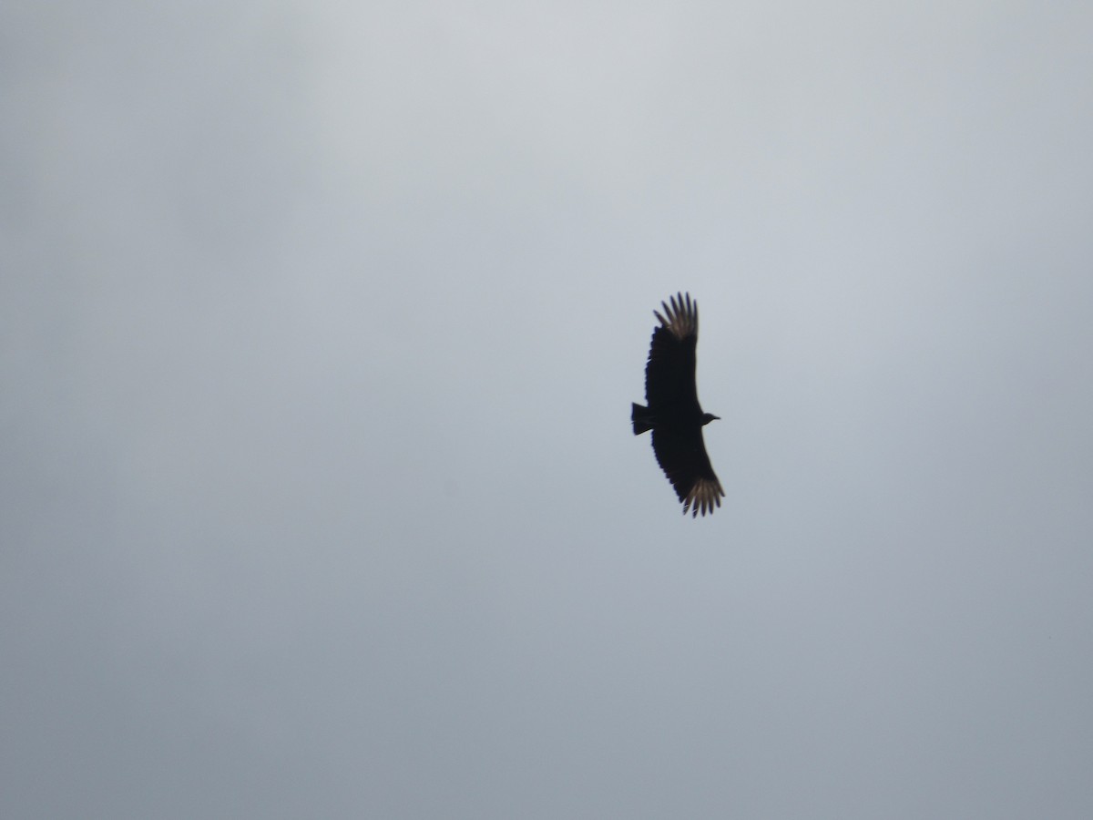 Black Vulture - ML385934711