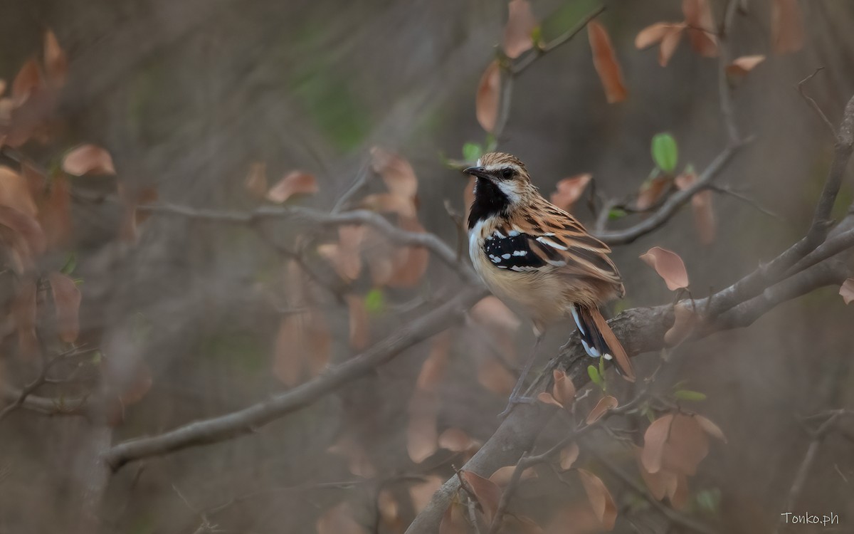 Stripe-backed Antbird - ML385939491