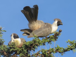  - Bare-faced Go-away-bird