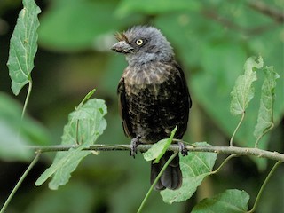  - Gray-throated Barbet