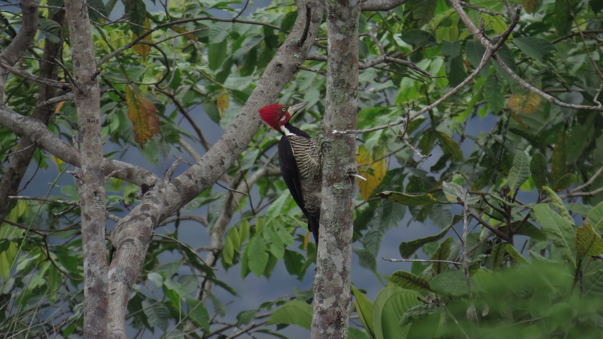 Crimson-crested Woodpecker - ML38594421