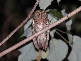  - Moluccan Scops-Owl (Wetar)
