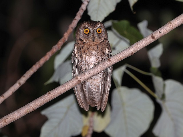  - Moluccan Scops-Owl (Wetar) - 