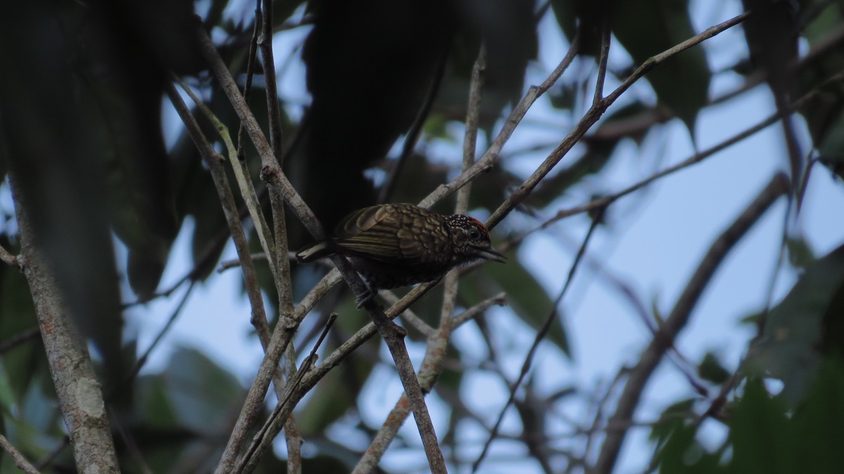 Scaled Piculet - ML38594761