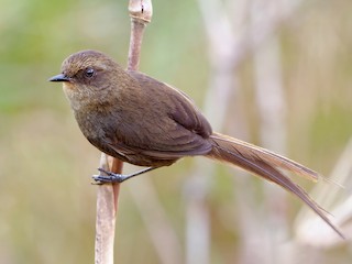  - Vilcabamba Thistletail