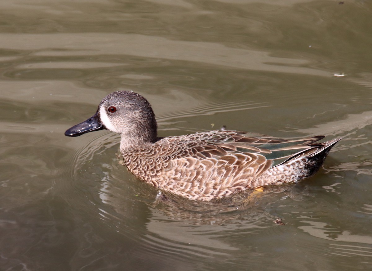Blue-winged Teal - ML385949531