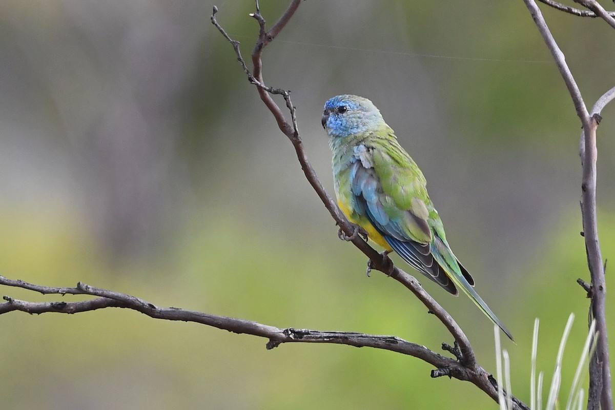 Scarlet-chested Parrot - ML385950151