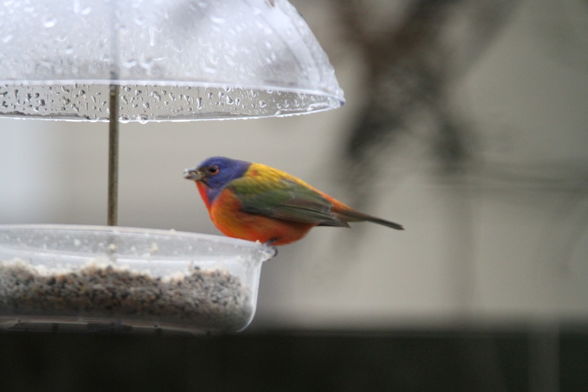 Painted Bunting - ML385951311
