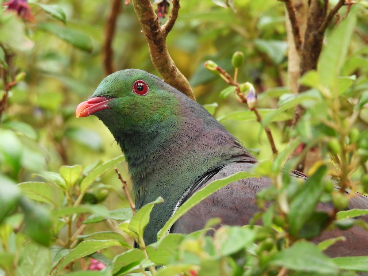 New Zealand Pigeon - ML385952881
