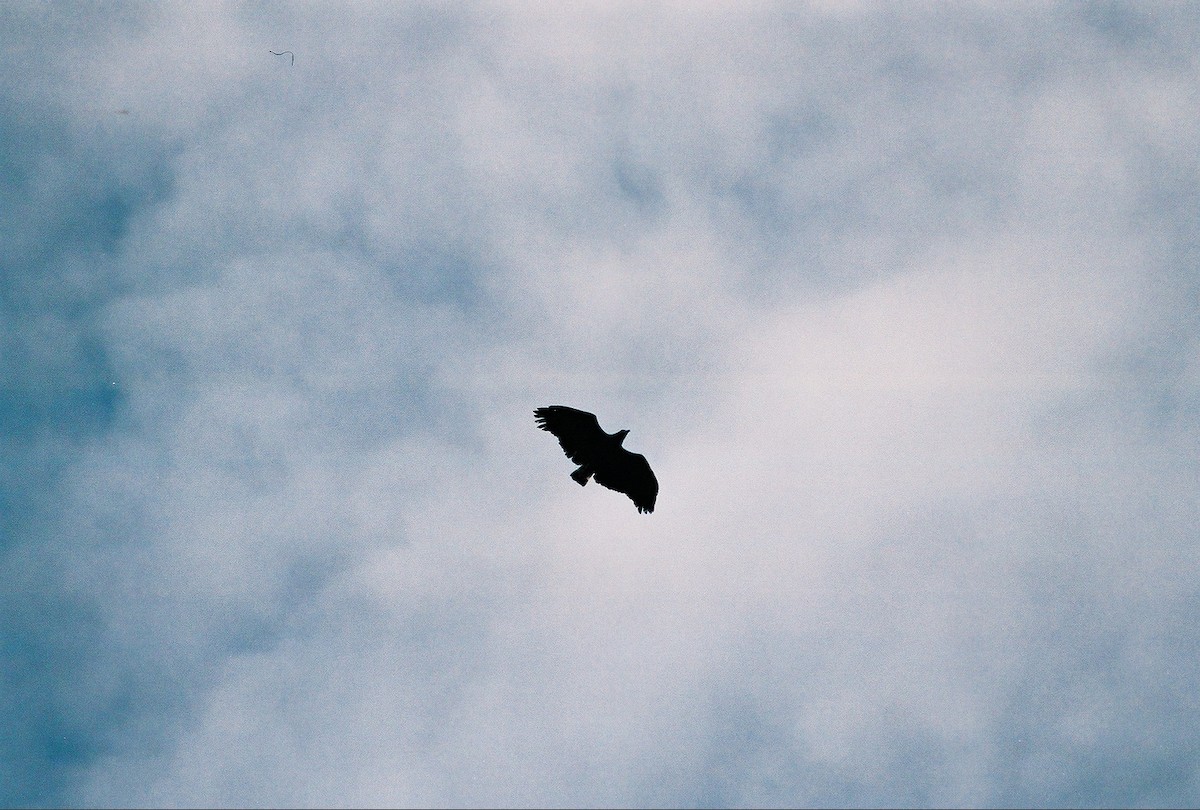 Solitary Eagle - Daniel Lebbin