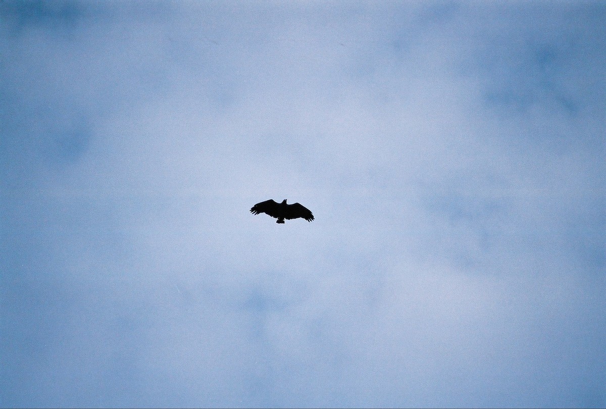 Орел-самітник чорний - ML38595491