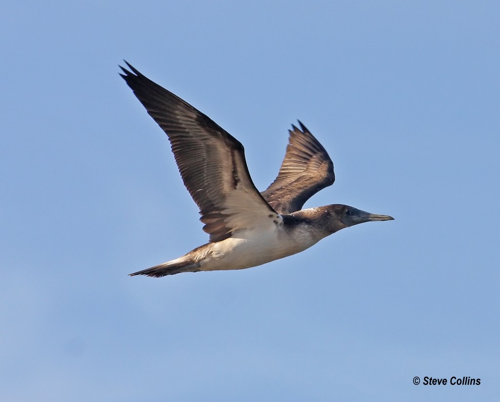 Blue-footed Booby - ML38595621