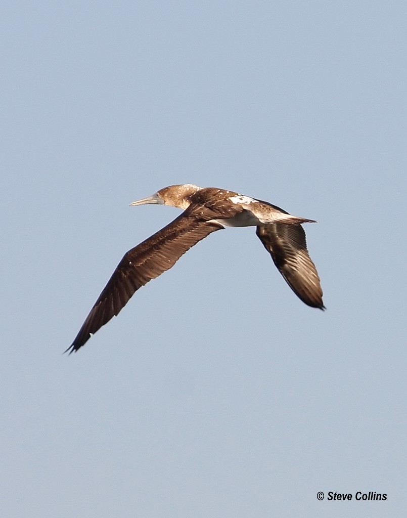 Blue-footed Booby - ML38595641