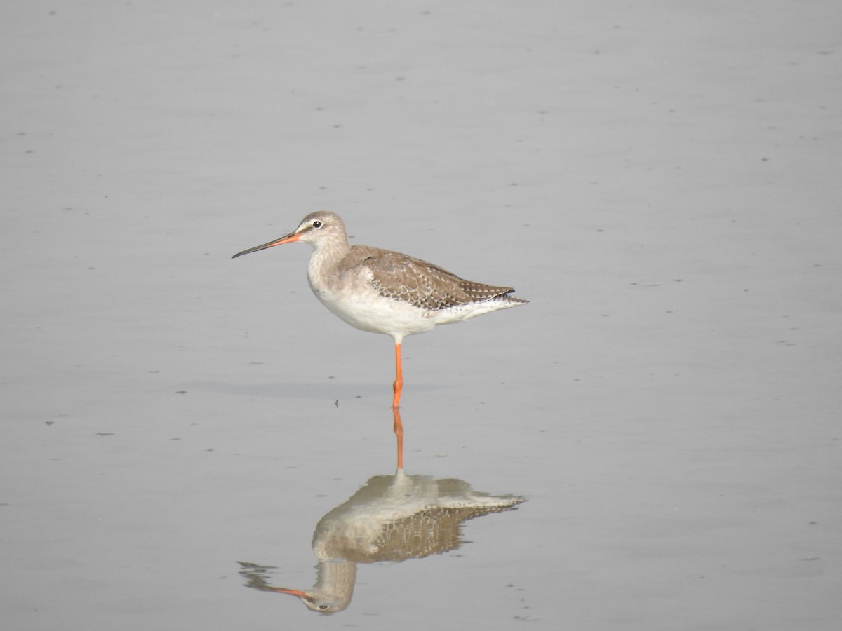 Spotted Redshank - ML385957481
