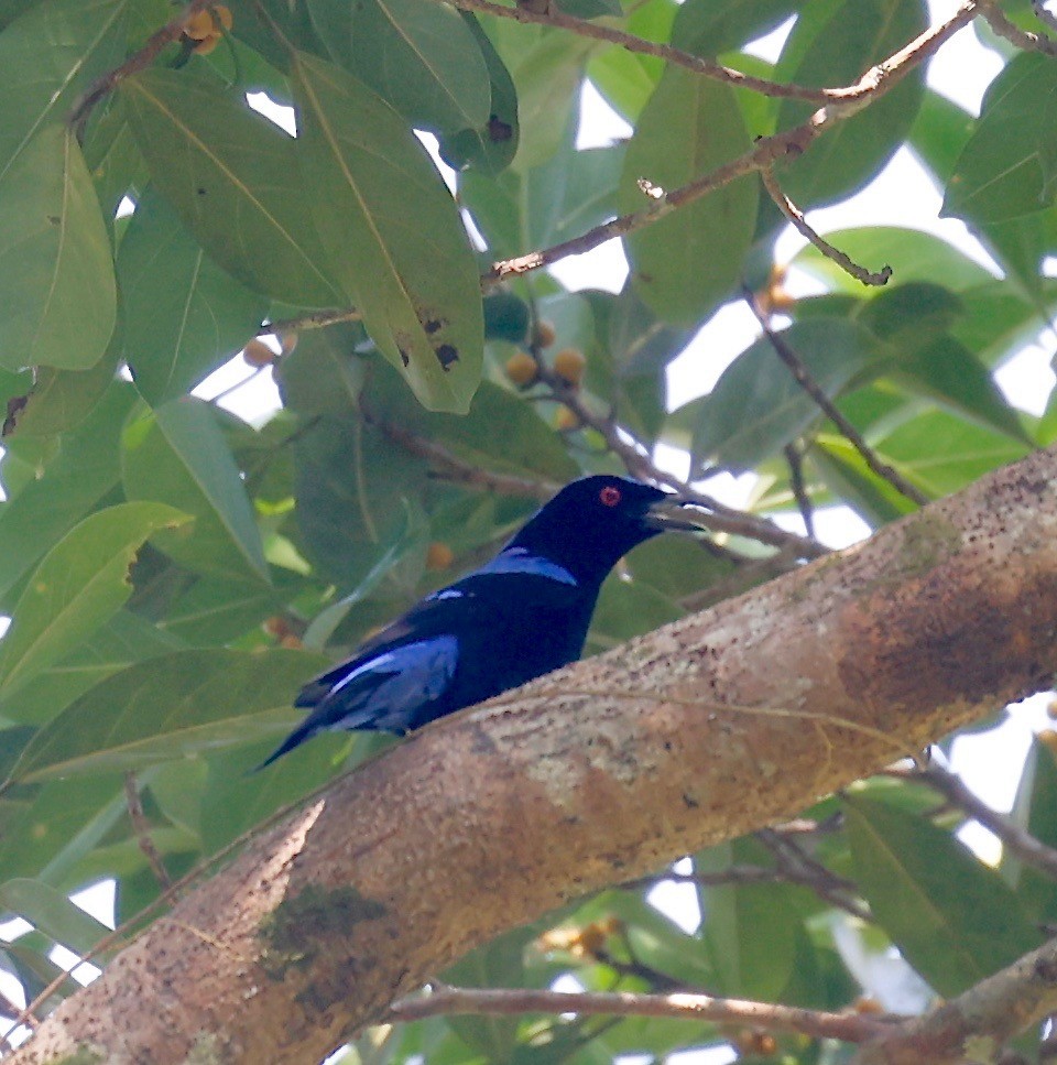 Asian Fairy-bluebird - Mark  Hogarth