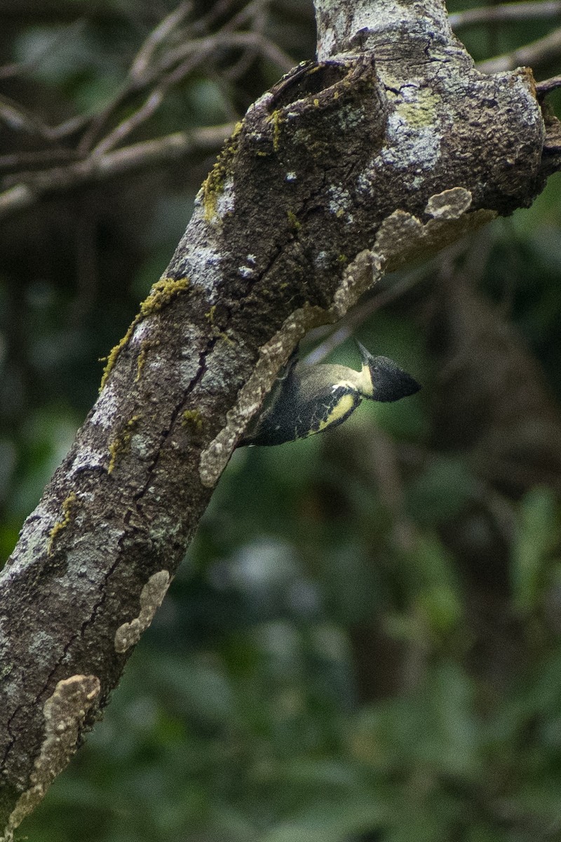 Heart-spotted Woodpecker - ML385963821