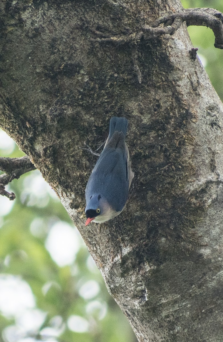 Velvet-fronted Nuthatch - ML385964241