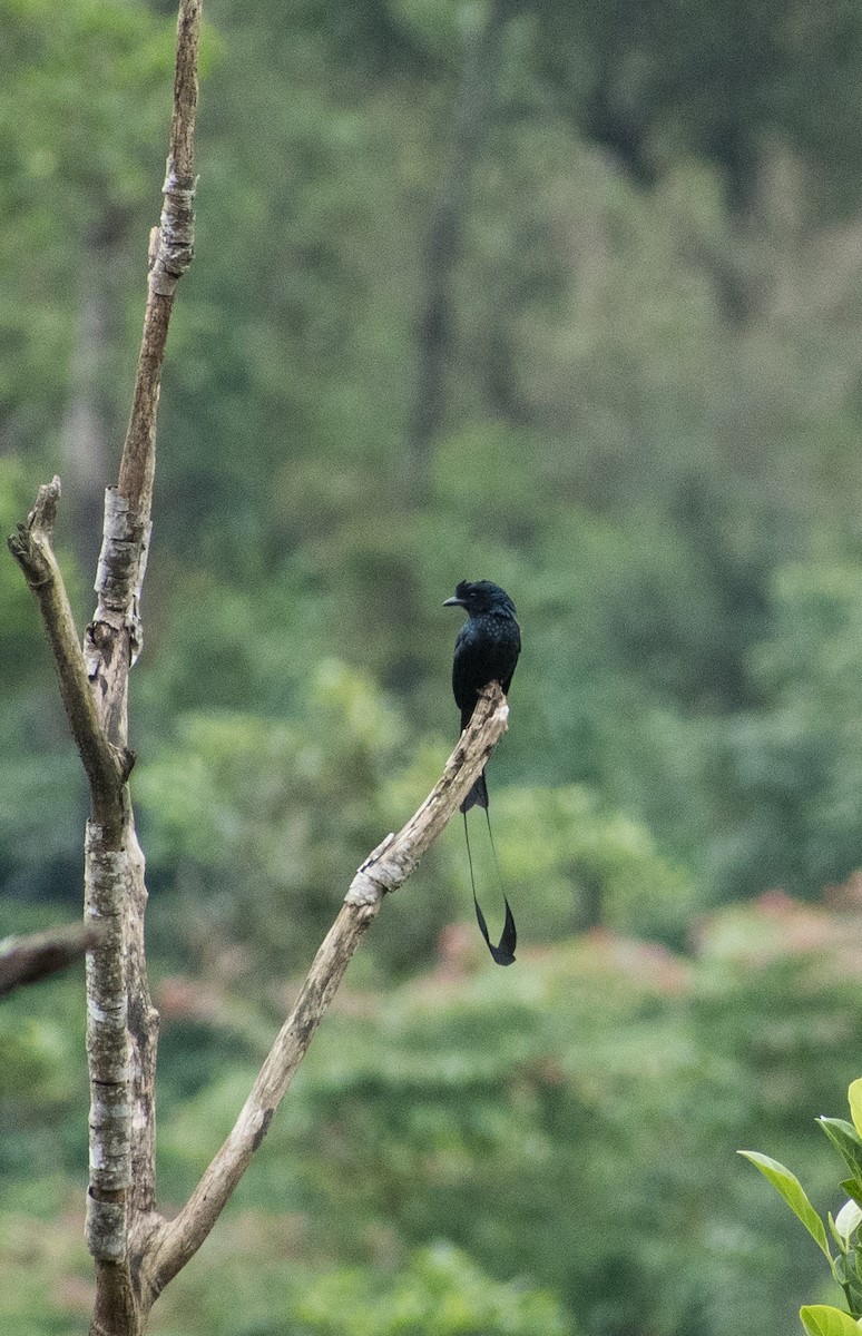Greater Racket-tailed Drongo - ML385964401