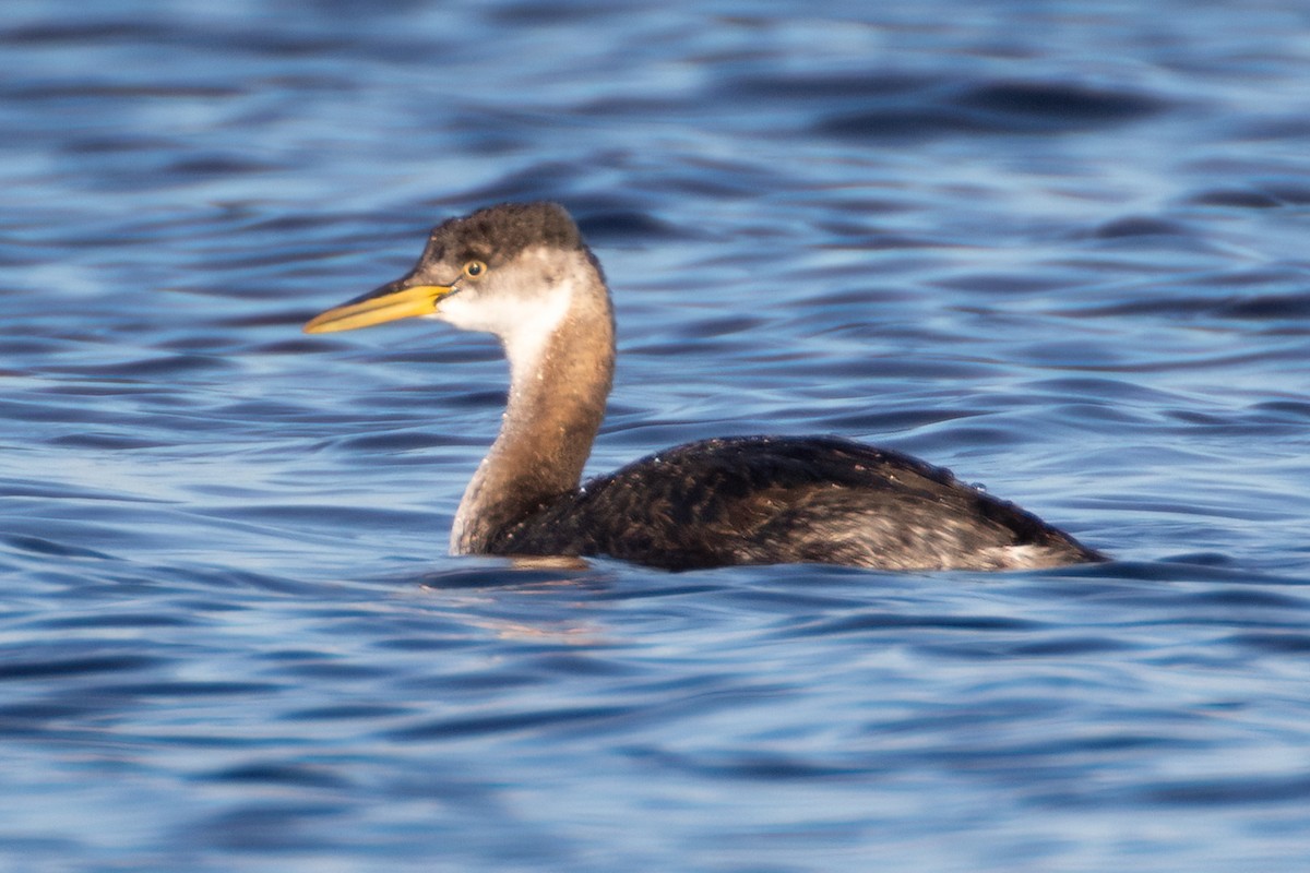 Red-necked Grebe - ML385966801