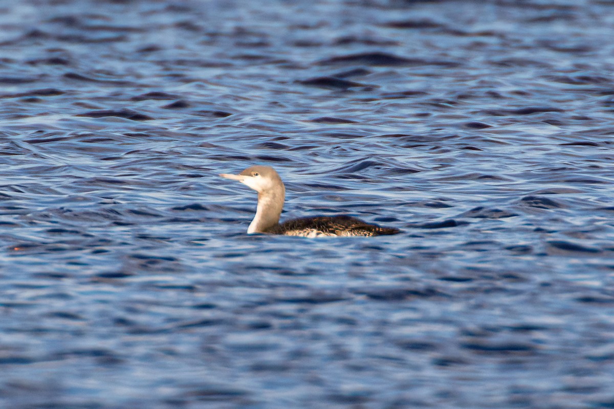 Red-throated Loon - ML385966821