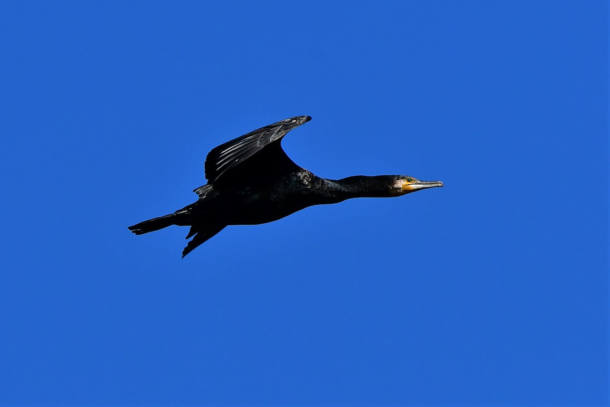 Great Cormorant (Australasian) - ML385967141