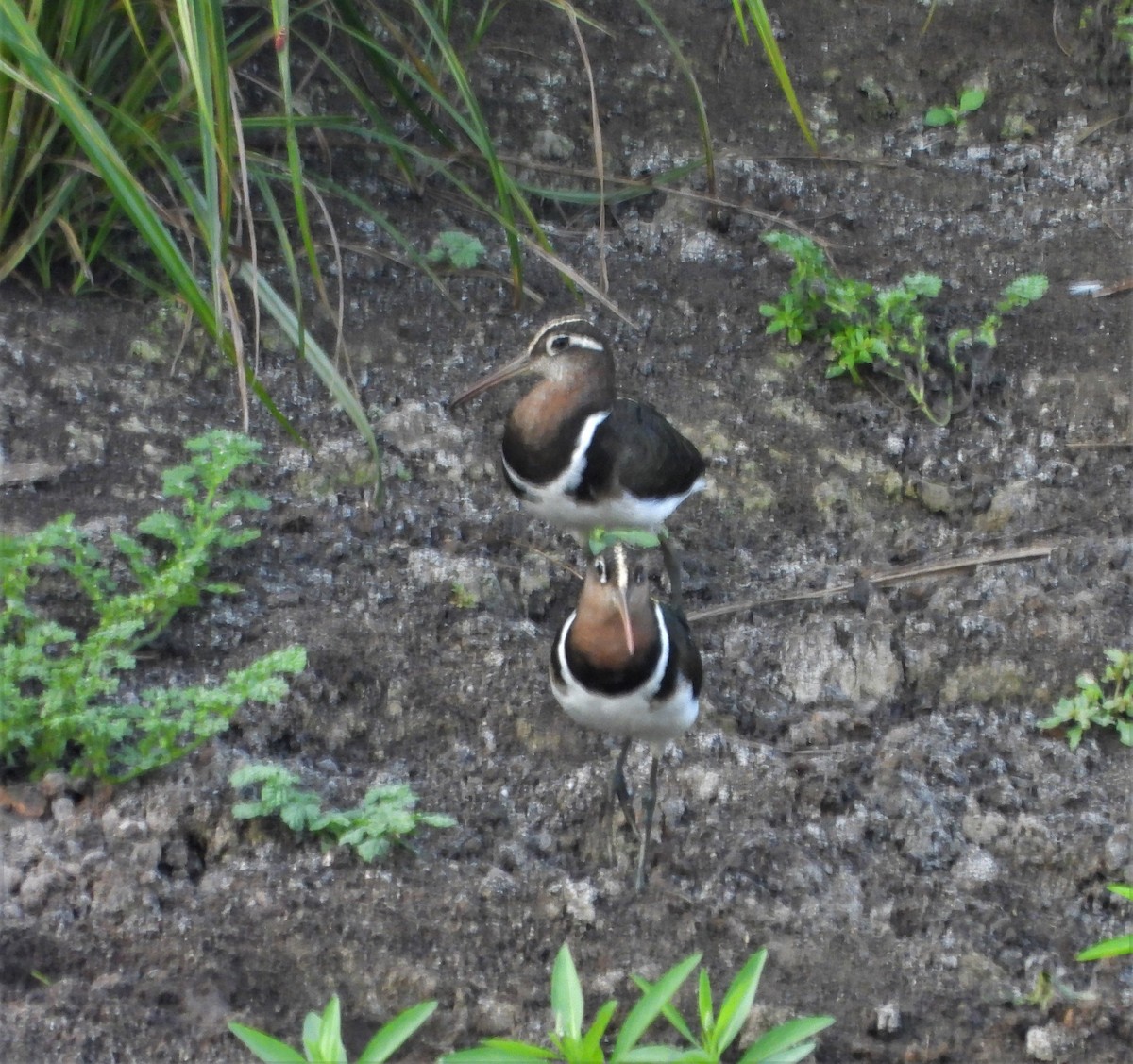 Greater Painted-Snipe - ML385968891