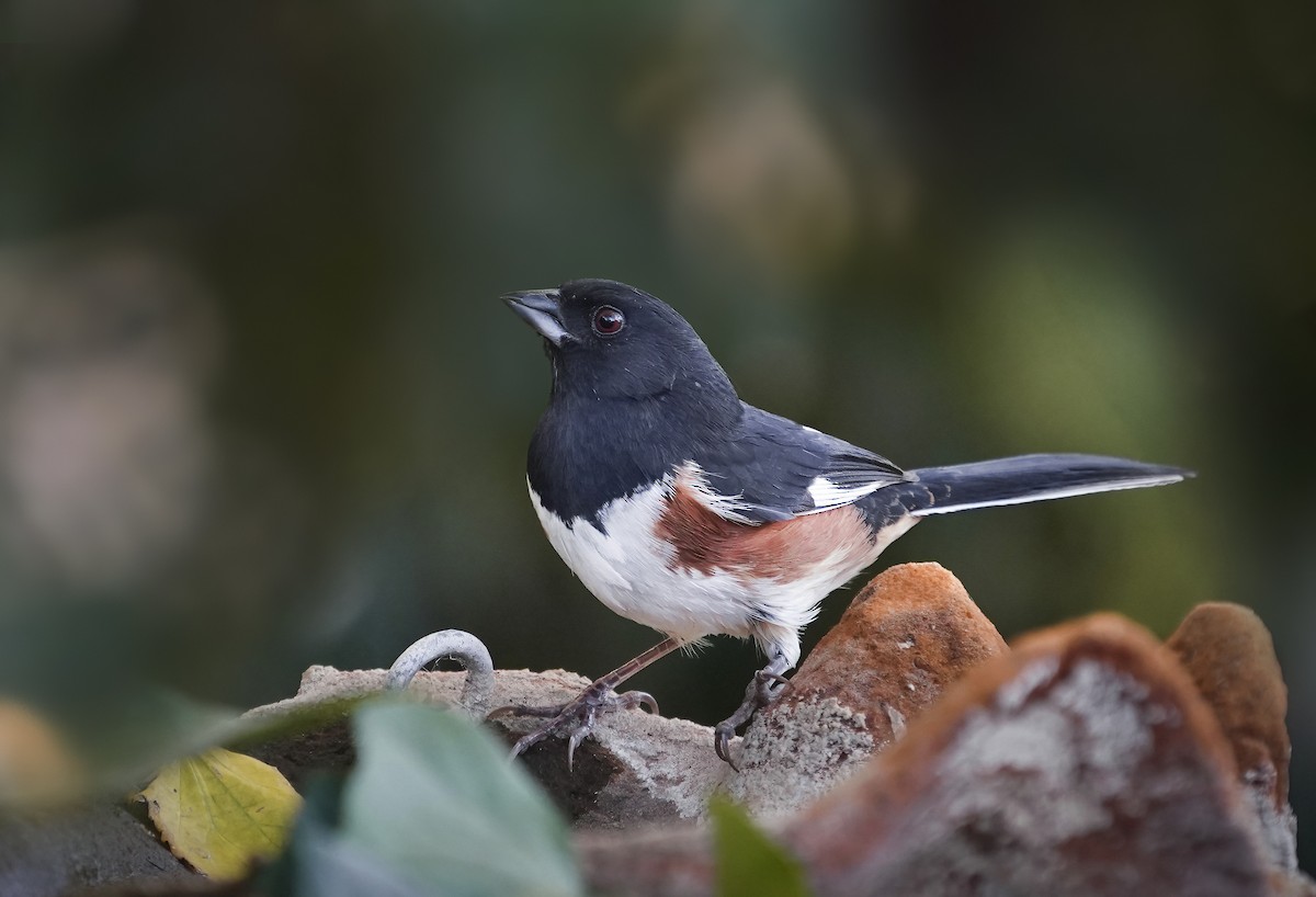 Spotted/Eastern Towhee (Rufous-sided Towhee) - Anonymous