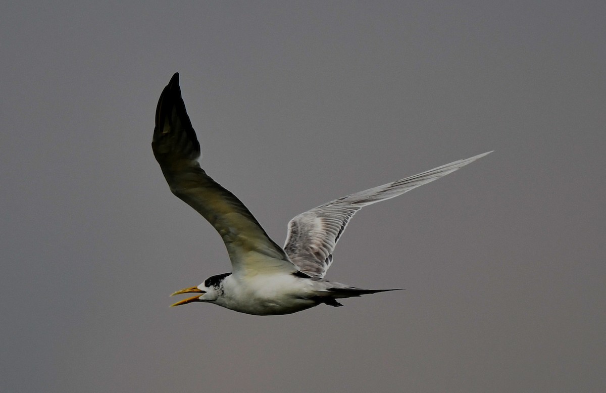 Great Crested Tern - norman wu