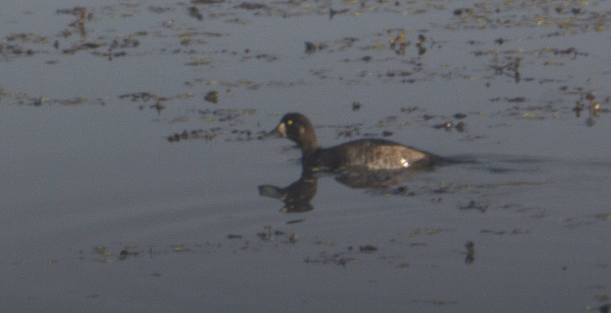 Greater Scaup - ML385970631