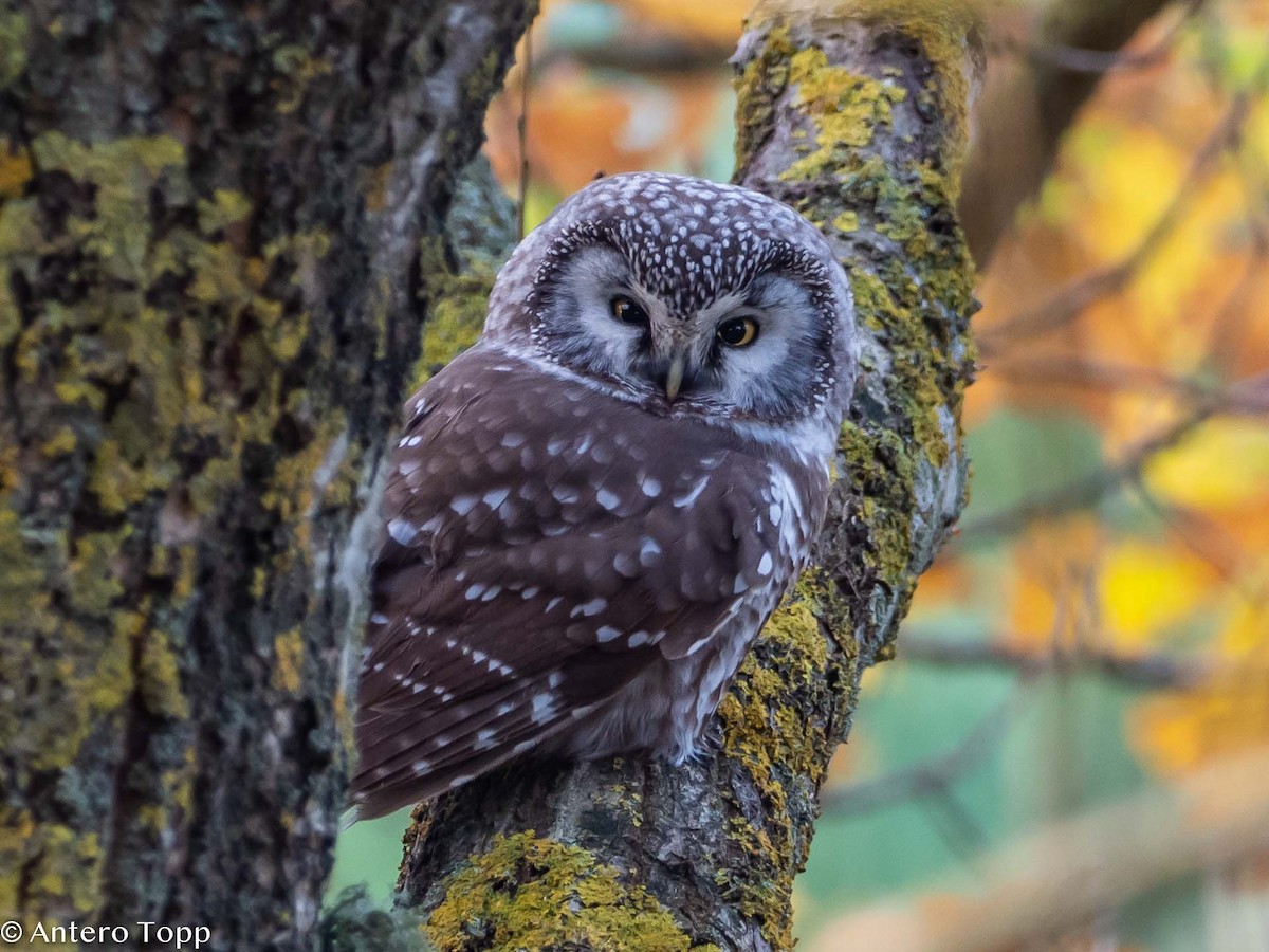 Boreal Owl (Tengmalm's) - Antero Topp