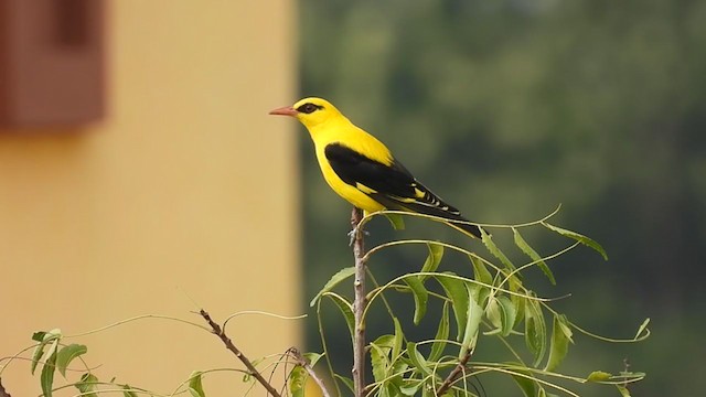 Indian Golden Oriole - ML385970761