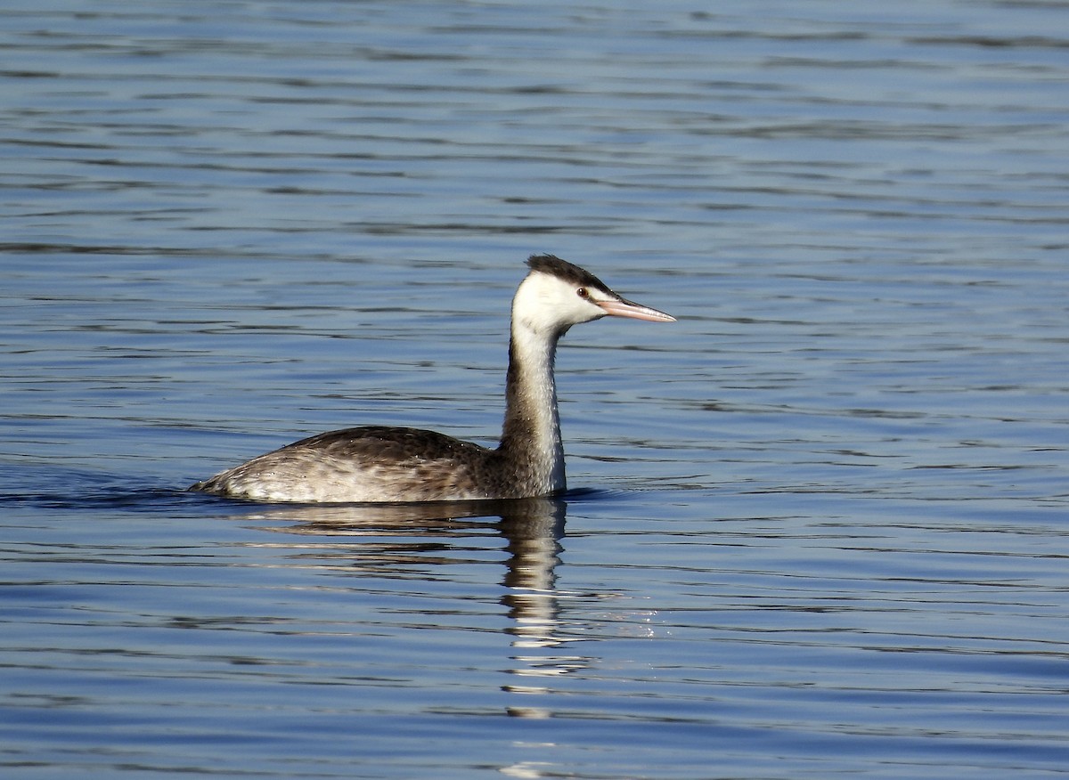 Great Crested Grebe - ML385971711