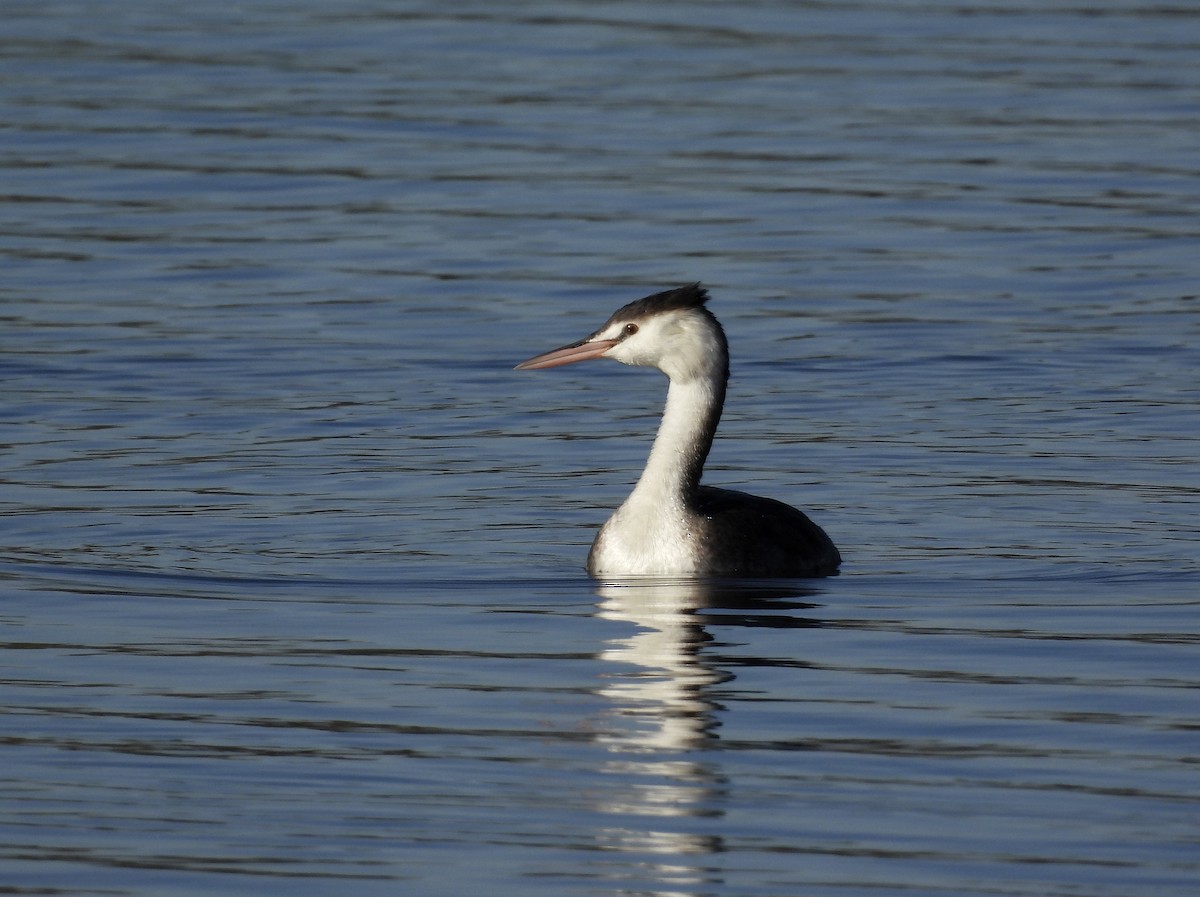 Great Crested Grebe - ML385971751