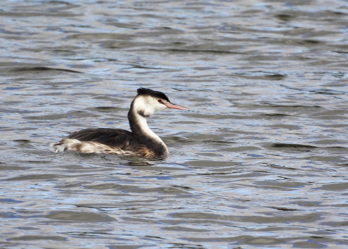 Great Crested Grebe - ML385971821