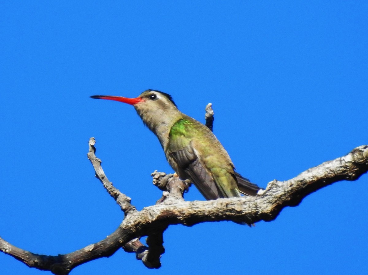 Dusky Hummingbird - Robert Lambeck
