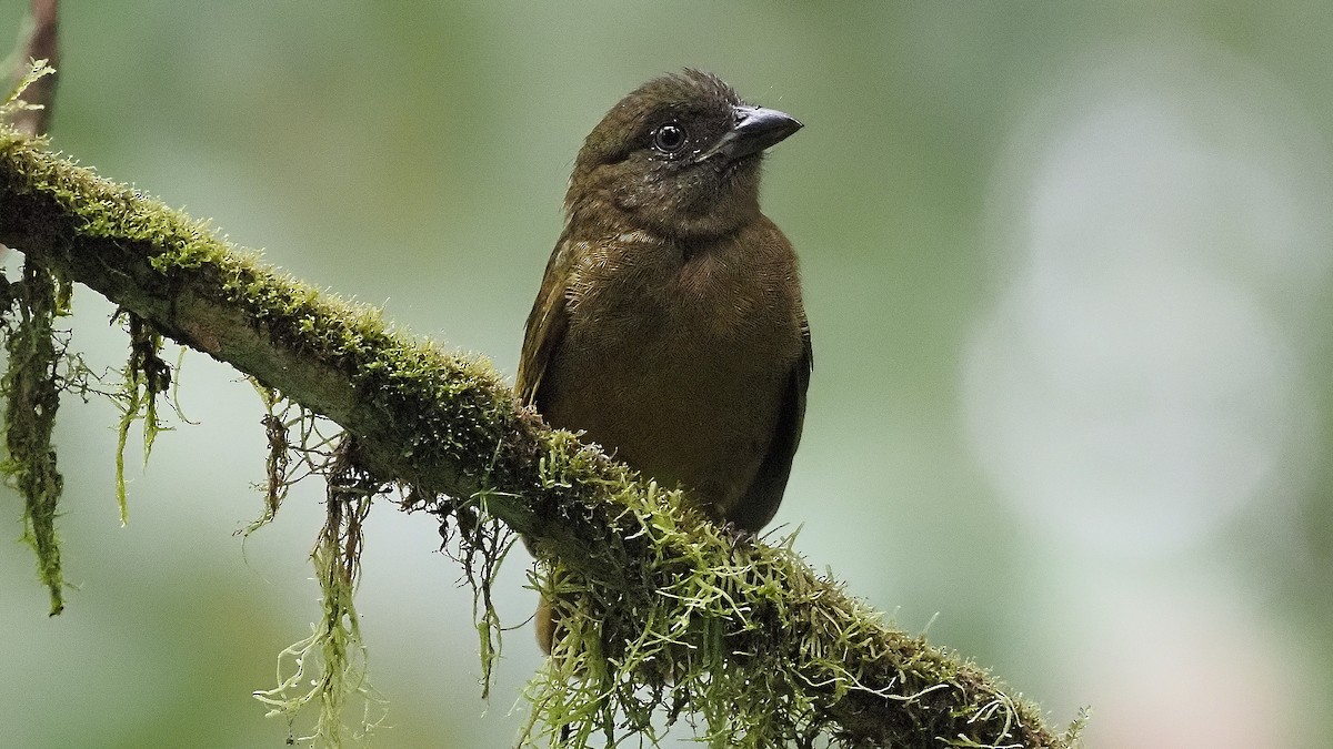 Ochre-breasted Tanager - ML385986551