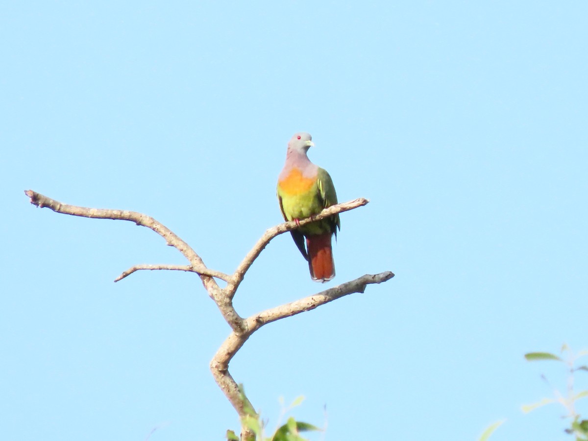 Pink-necked Green-Pigeon - ML385988991