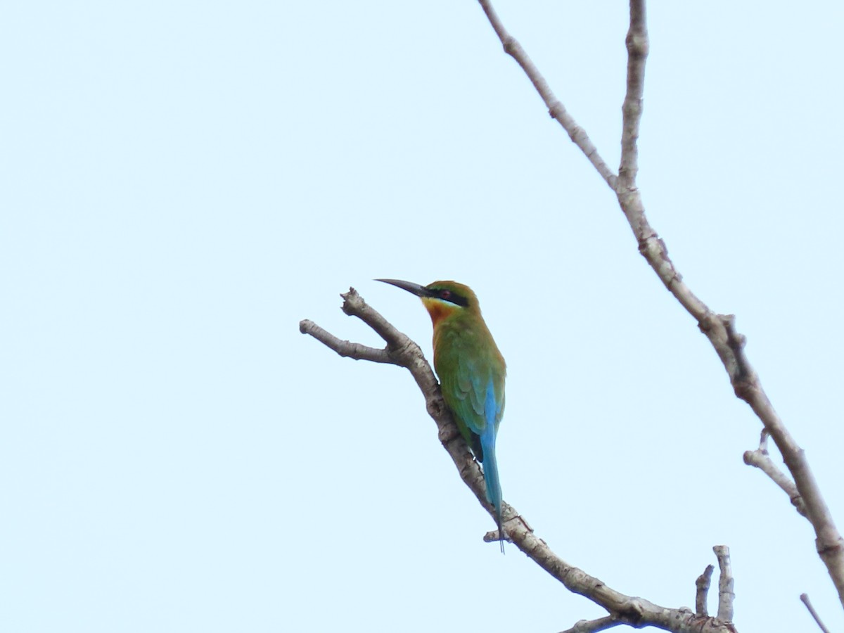Blue-tailed Bee-eater - ML385989891