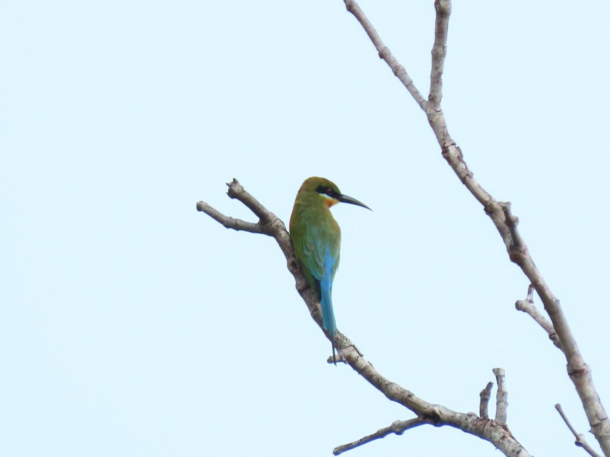 Blue-tailed Bee-eater - Angela Christine Chua
