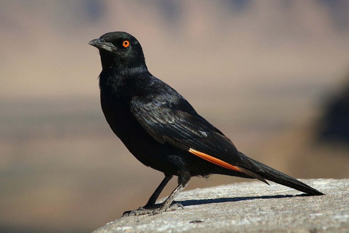 Pale-winged Starling - ML385990211
