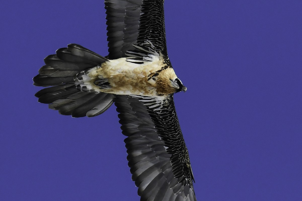 Bearded Vulture - ML385990641