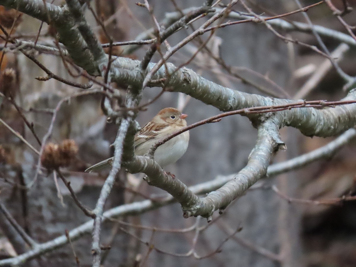 Field Sparrow - Neil Vinson